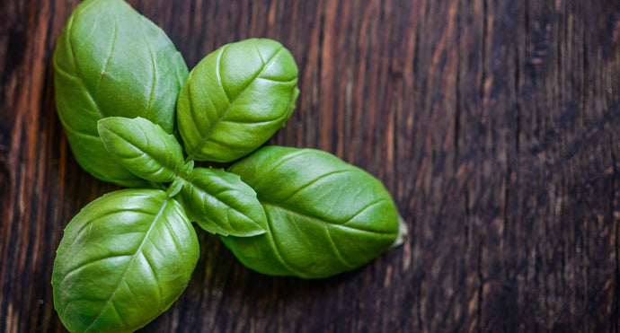 What Are The Benefits Of Wild Basil?