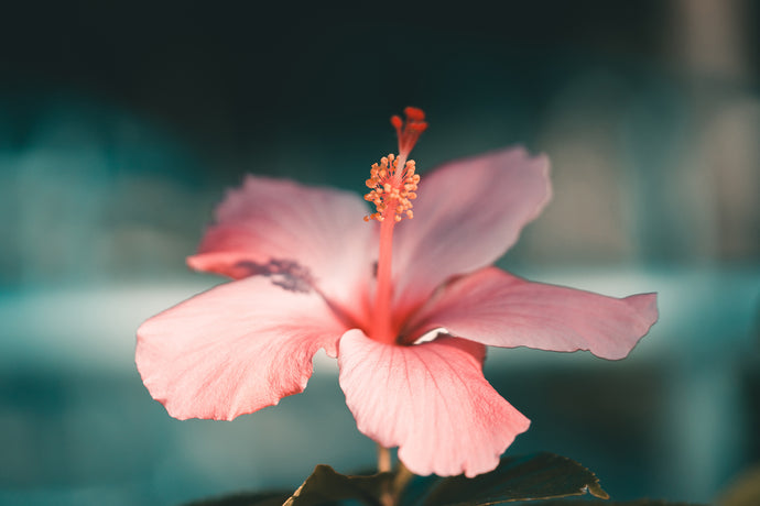 Hibiscus - The Natural 'Botox' Plant
