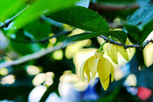 Ylang Ylang Oil: The 6 Amazing Benefits