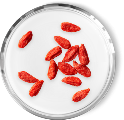GOJI BERRY
